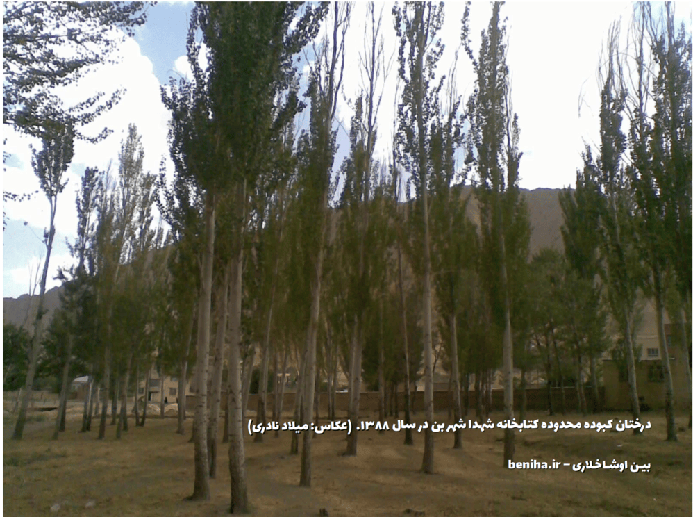 درختان کبوده شهر بن